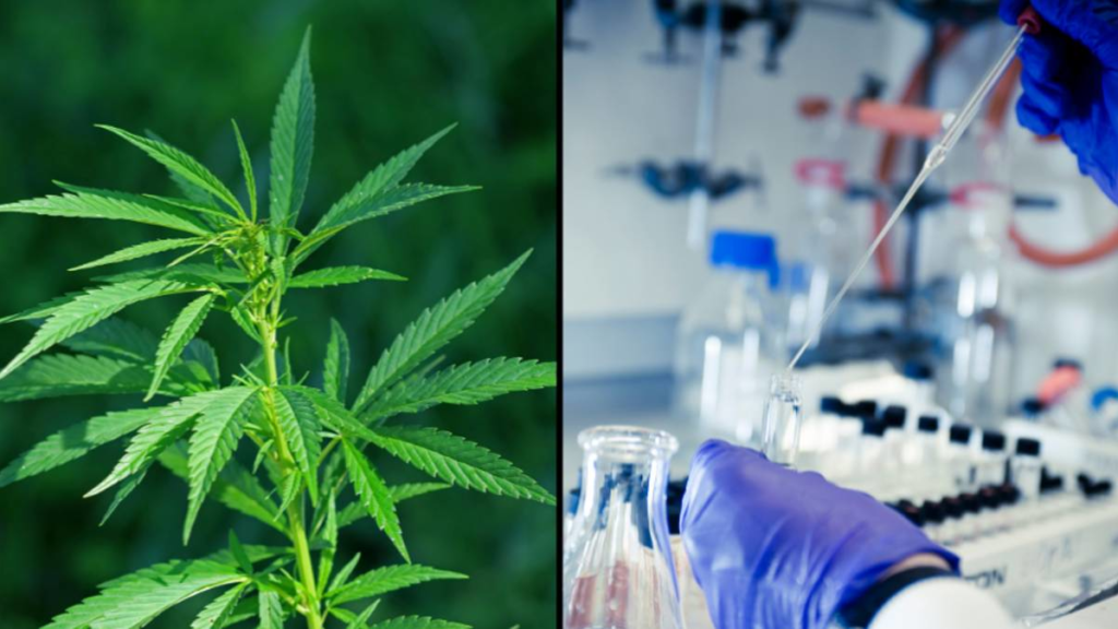 Cannabis Based Drug Kills 100% Of Pancreatic Cancer Cells In New Study – LADbible