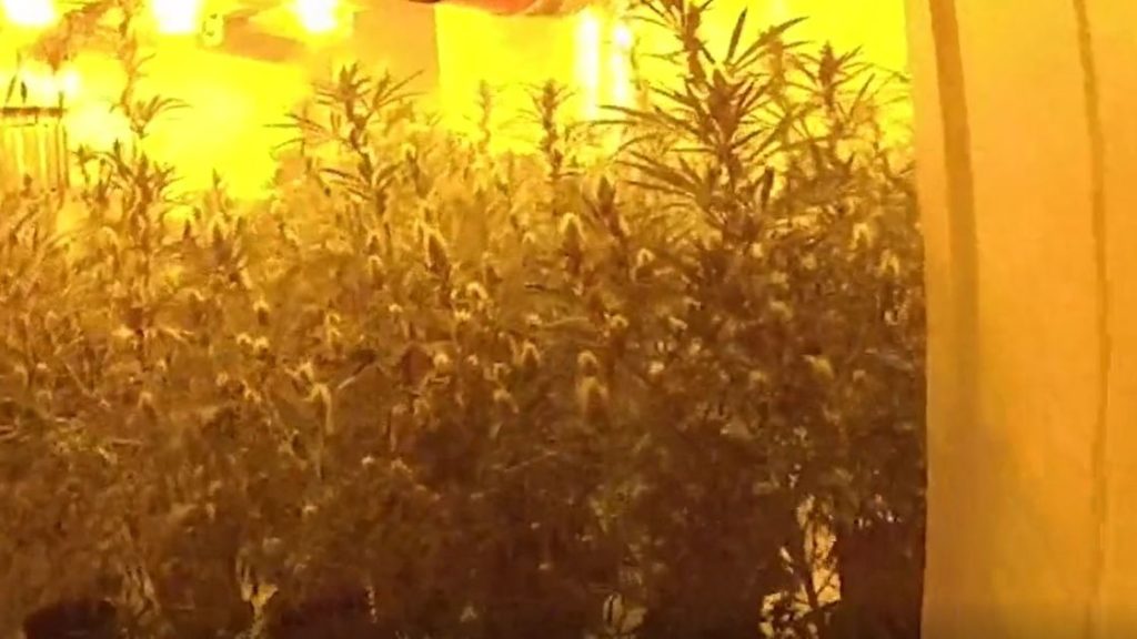 Illegal immigrants turn up in BMW as police bust two cannabis farms in same street