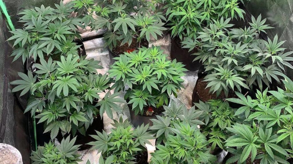 House debates JSC report on cannabis bill Wednesday – Trinidad and Tobago Newsday