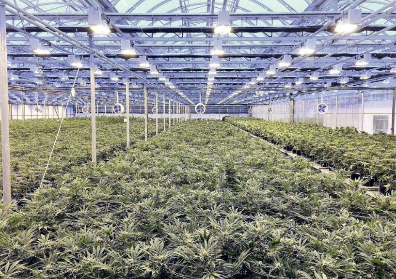 HEXO shuttering Belleville cannabis operations affecting 230 employees