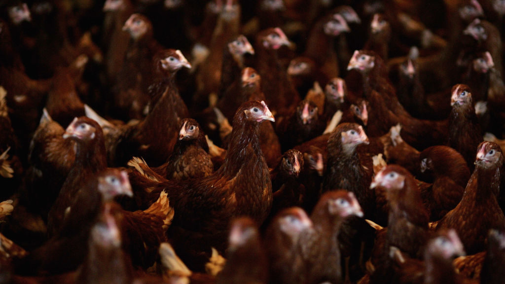 CDC reports first human H5 bird flu infection in US – STAT News