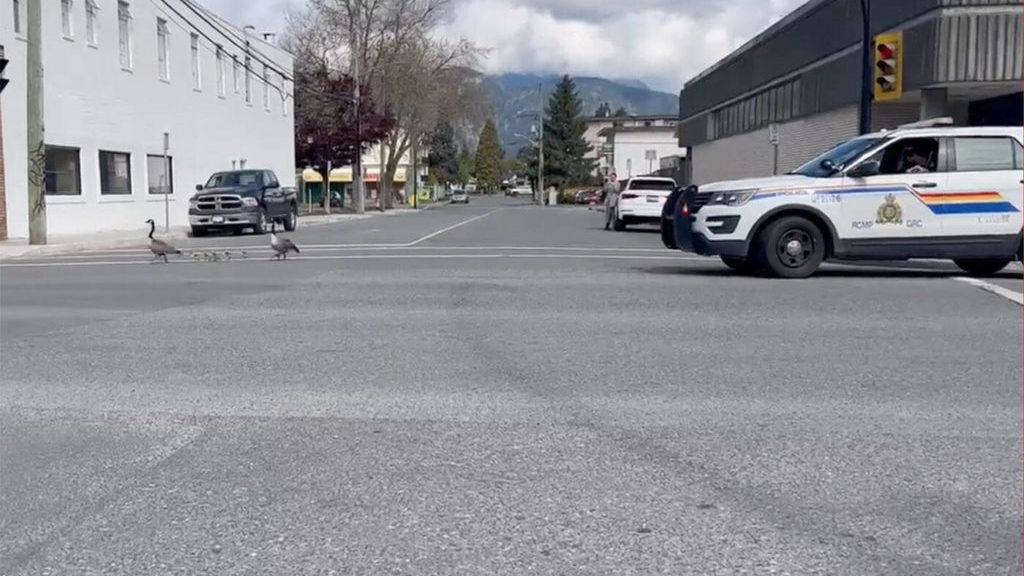 VIDEO: RCMP officer helps family of geese cross BC street – Peninsula News Review